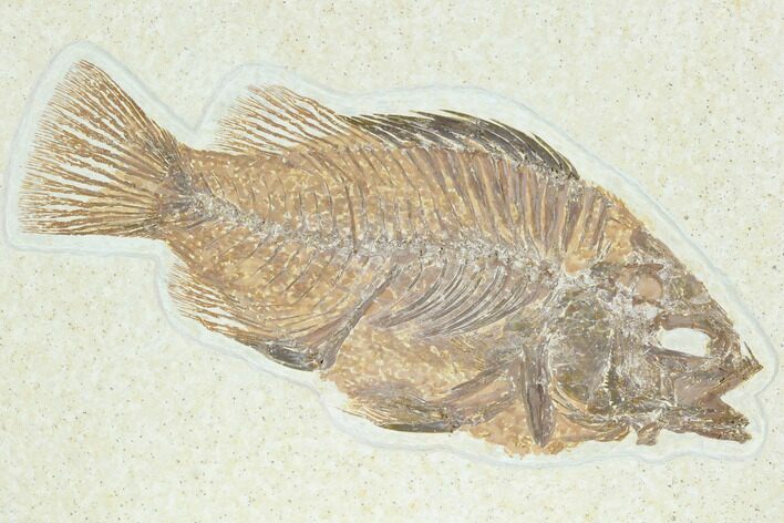 Fossil Fish (Cockerellites) - Green River Formation #122736